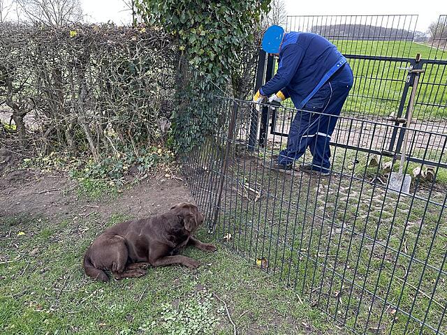 Klicke auf die Grafik für eine vergrößerte Ansicht  Name: IMG_3517 Molli beobachtet.jpg Ansichten: 19 Größe: 322,7 KB ID: 1211081