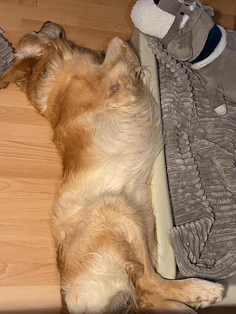 Klicke auf die Grafik für eine vergrößerte Ansicht  Name: b26e180c-a5bc-4fec-9f34-cf1cc1322906.jpg Ansichten: 20 Größe: 128,6 KB ID: 1211105