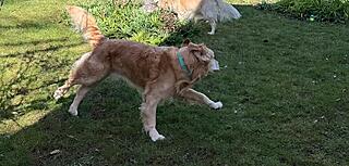 Klicke auf die Grafik für eine vergrößerte Ansicht  Name: 00198b21-b6ae-4a47-81fc-1ca80084ca4c.jpg Ansichten: 20 Größe: 189,7 KB ID: 1211106