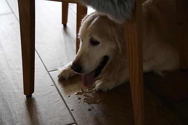 Klicke auf die Grafik für eine vergrößerte Ansicht  Name: IMG-20260407-WA0009.jpg Ansichten: 90 Größe: 53,0 KB ID: 1211307