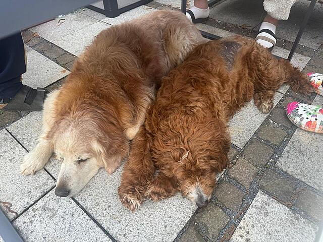 Klicke auf die Grafik für eine vergrößerte Ansicht  Name: Hattie1.jpg Ansichten: 115 Größe: 188,9 KB ID: 1212303