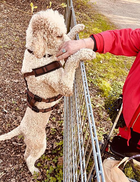 Klicke auf die Grafik für eine vergrößerte Ansicht  Name: IMG_0763.jpg Ansichten: 0 Größe: 227,9 KB ID: 1211724