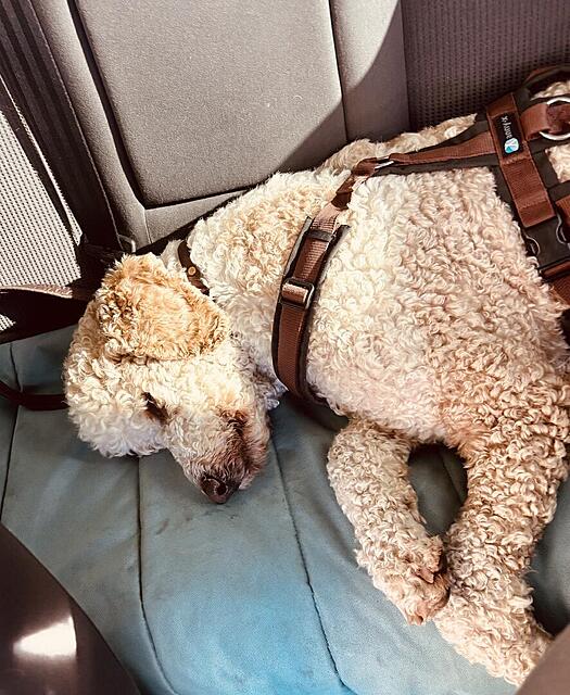 Klicke auf die Grafik für eine vergrößerte Ansicht  Name: IMG_0748.jpg Ansichten: 0 Größe: 183,9 KB ID: 1211727