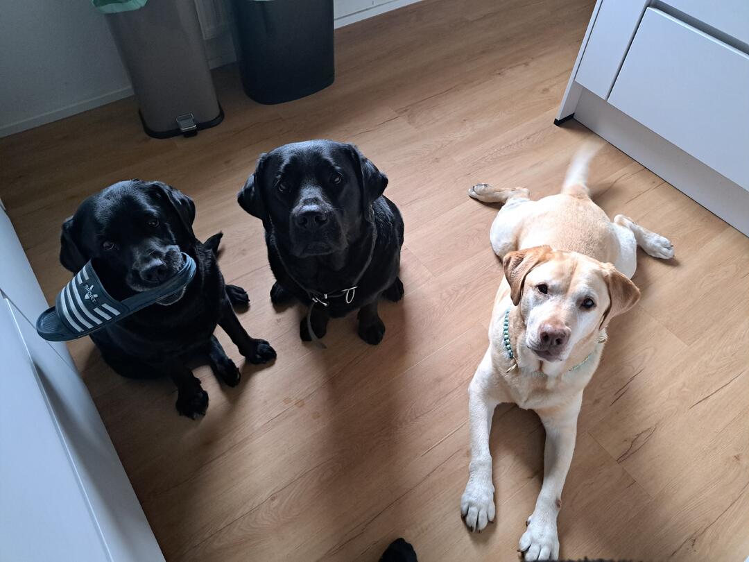 Klicke auf die Grafik für eine vergrößerte Ansicht  Name: 20260405_154217.jpg Ansichten: 44 Größe: 90,6 KB ID: 1211801