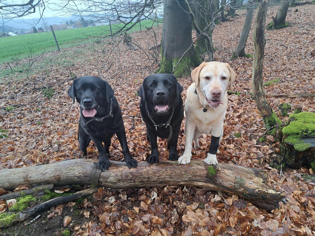 Klicke auf die Grafik für eine vergrößerte Ansicht  Name: 20260404_112428.jpg Ansichten: 44 Größe: 272,9 KB ID: 1211802