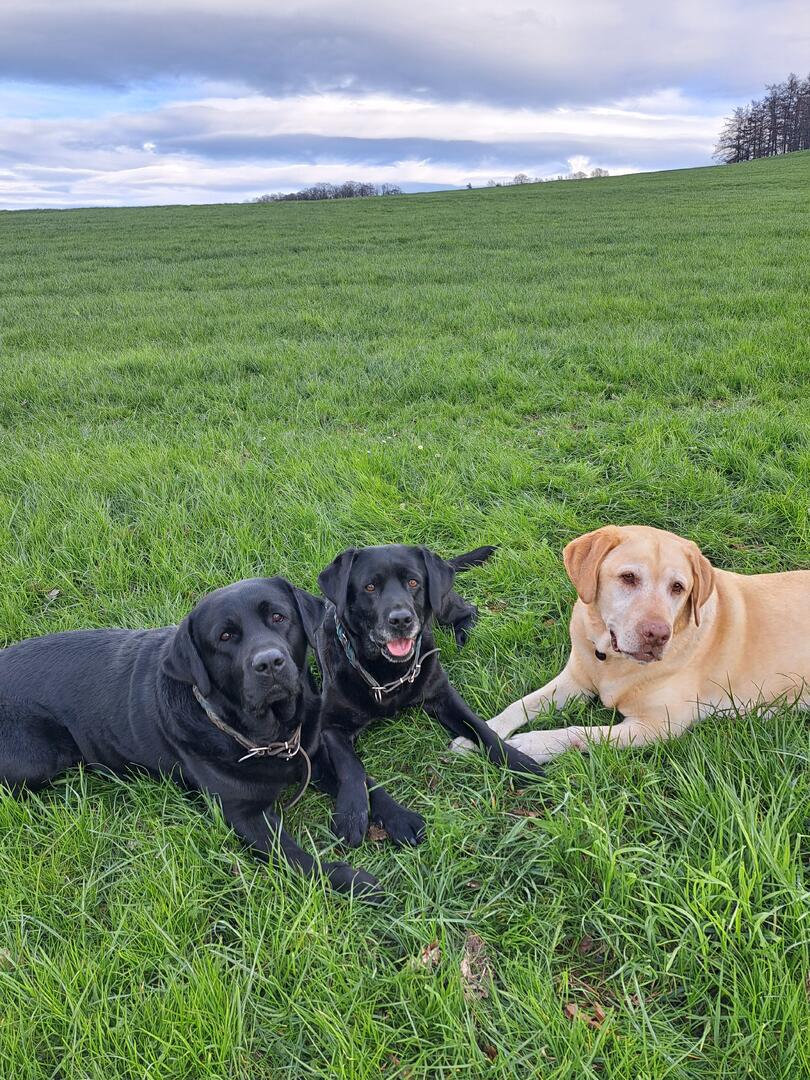 Klicke auf die Grafik für eine vergrößerte Ansicht  Name: 20260403_172612.jpg Ansichten: 44 Größe: 239,5 KB ID: 1211803