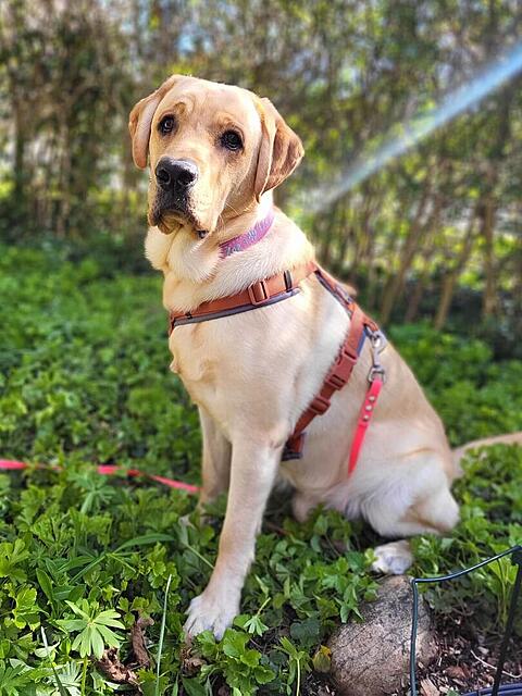 Klicke auf die Grafik für eine vergrößerte Ansicht

Name: WhatsApp Image 2026-04-11 at 13.04.57.jpg
Ansichten: 93
Größe: 123,8 KB
ID: 1212011