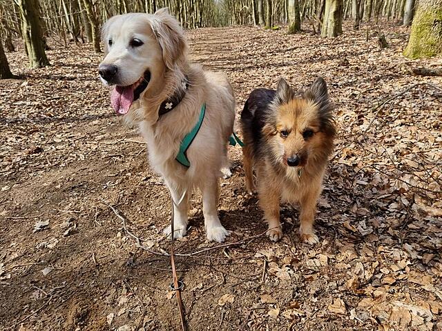 Klicke auf die Grafik für eine vergrößerte Ansicht  Name: 20260411_144635.jpg Ansichten: 59 Größe: 261,4 KB ID: 1212083