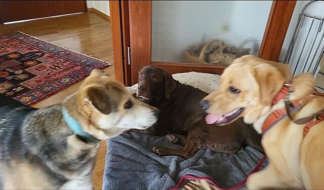 Klicke auf die Grafik für eine vergrößerte Ansicht  Name: WhatsApp Image 2026-04-10 at 13.38.10.jpg Ansichten: 12 Größe: 145,4 KB ID: 1212125