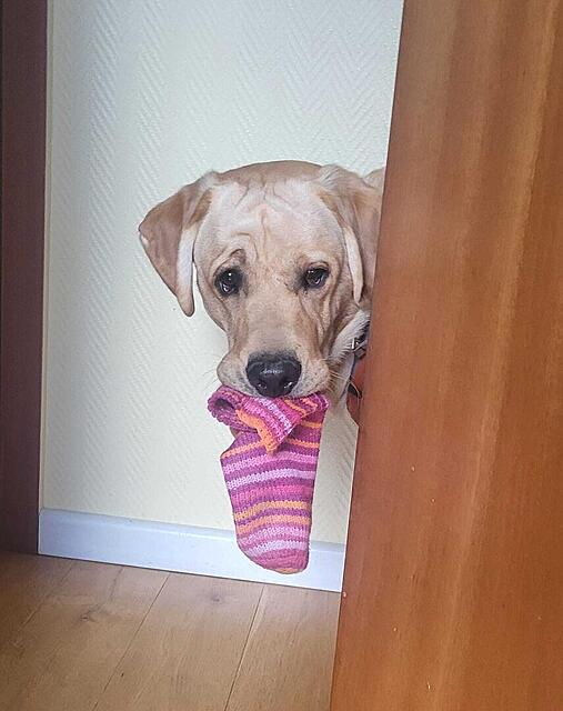 Klicke auf die Grafik für eine vergrößerte Ansicht  Name: WhatsApp Image 2026-04-11 at 07.59.10.jpg Ansichten: 12 Größe: 82,5 KB ID: 1212127