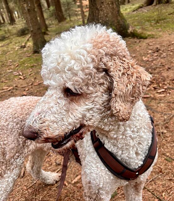 Klicke auf die Grafik für eine vergrößerte Ansicht  Name: IMG_0788.jpg Ansichten: 0 Größe: 165,2 KB ID: 1212247