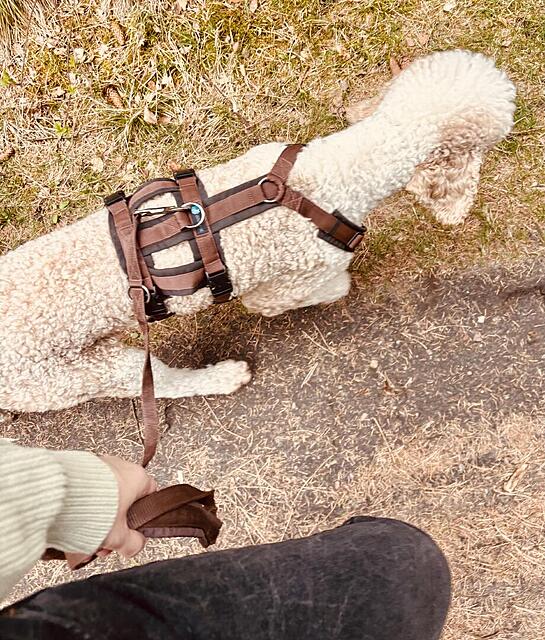 Klicke auf die Grafik für eine vergrößerte Ansicht  Name: IMG_0792.jpg Ansichten: 0 Größe: 232,0 KB ID: 1212248