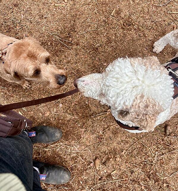 Klicke auf die Grafik für eine vergrößerte Ansicht  Name: IMG_0790.jpg Ansichten: 0 Größe: 264,4 KB ID: 1212249