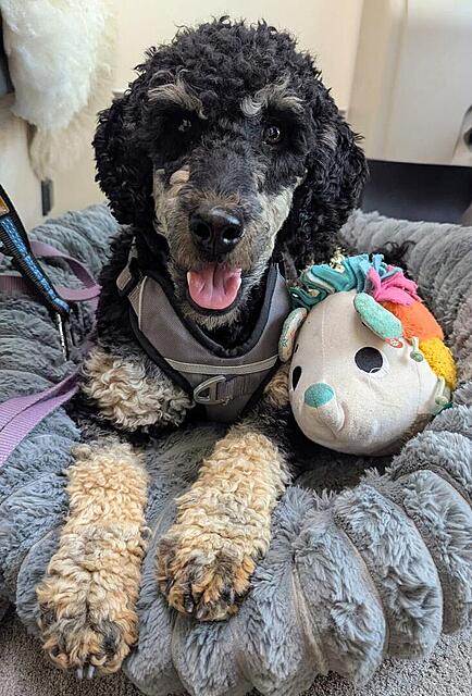 Klicke auf die Grafik für eine vergrößerte Ansicht

Name: IMG-20260413-WA0003~2.jpg
Ansichten: 48
Größe: 146,6 KB
ID: 1212268