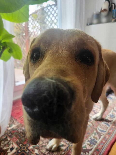 Klicke auf die Grafik für eine vergrößerte Ansicht  Name: WhatsApp Image 2026-04-13 at 09.41.48.jpg Ansichten: 46 Größe: 76,9 KB ID: 1212272