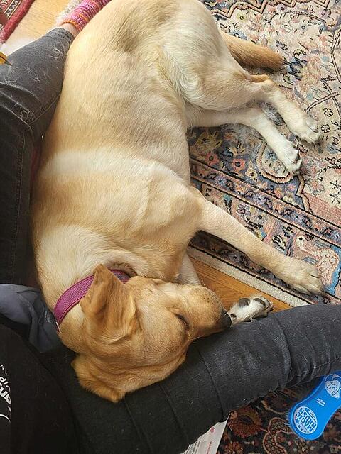 Klicke auf die Grafik für eine vergrößerte Ansicht  Name: WhatsApp Image 2026-04-13 at 09.42.12 (1).jpg Ansichten: 45 Größe: 153,6 KB ID: 1212273