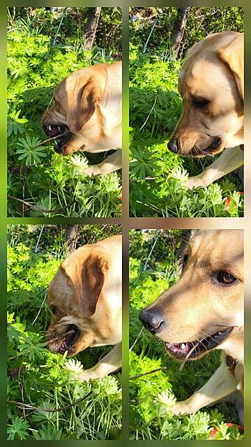 Klicke auf die Grafik für eine vergrößerte Ansicht  Name: WhatsApp Image 2026-04-13 at 10.39.01.jpg Ansichten: 45 Größe: 147,8 KB ID: 1212274