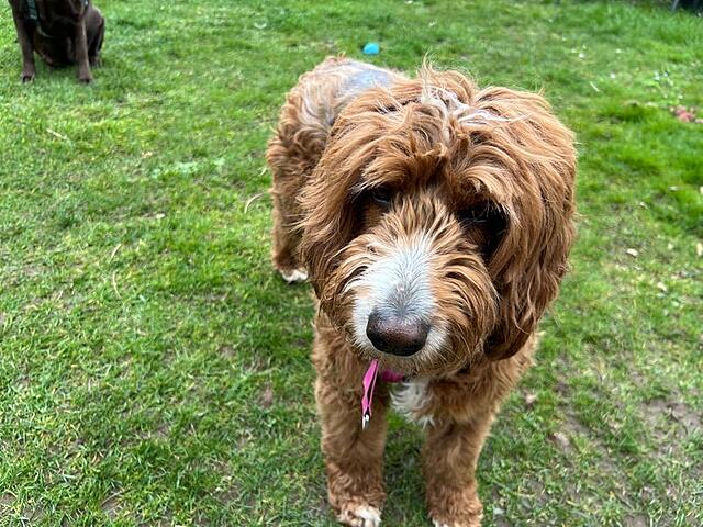 Klicke auf die Grafik für eine vergrößerte Ansicht  Name: Hattie 8.jpg Ansichten: 108 Größe: 118,9 KB ID: 1212304