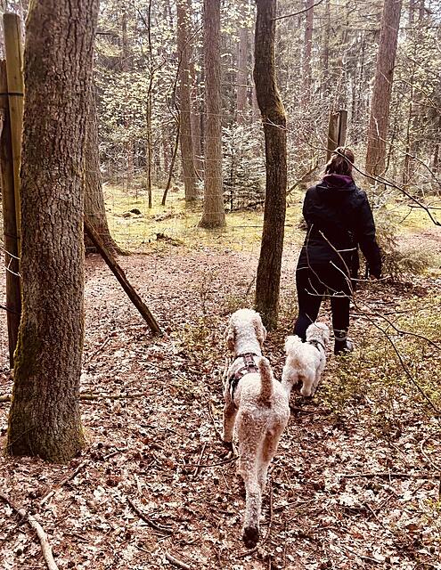 Klicke auf die Grafik für eine vergrößerte Ansicht  Name: IMG_0813.jpg Ansichten: 0 Größe: 327,6 KB ID: 1212562