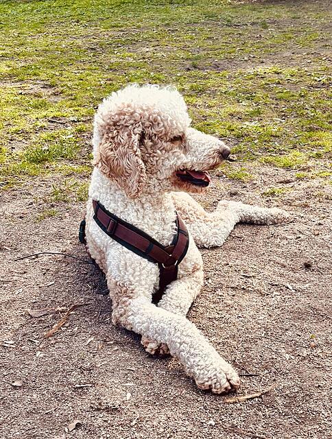 Klicke auf die Grafik für eine vergrößerte Ansicht  Name: IMG_0822.jpg Ansichten: 8 Größe: 307,0 KB ID: 1212743