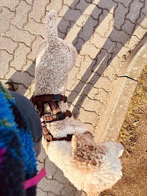 Klicke auf die Grafik für eine vergrößerte Ansicht  Name: IMG_0803.jpg Ansichten: 0 Größe: 225,6 KB ID: 1212564