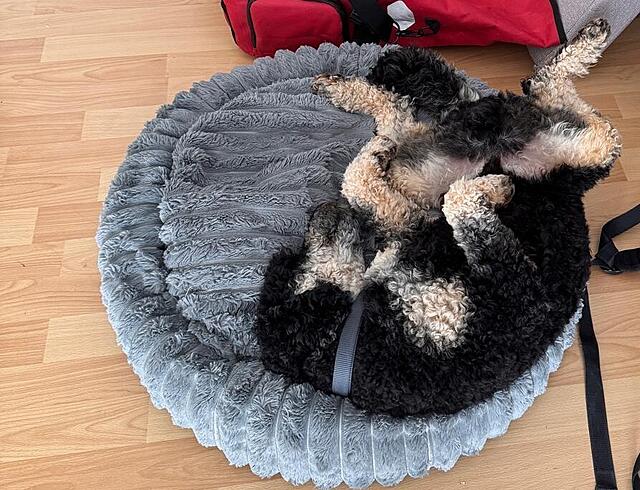 Klicke auf die Grafik für eine vergrößerte Ansicht  Name: WhatsApp Image 2026-04-17 at 18.41.15.jpg Ansichten: 6 Größe: 191,5 KB ID: 1212619