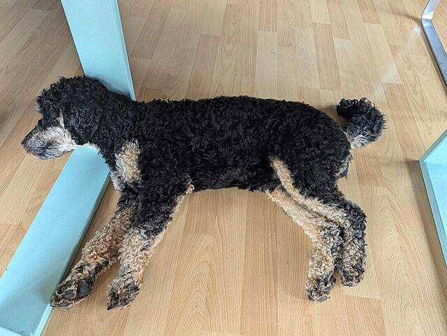 Klicke auf die Grafik für eine vergrößerte Ansicht  Name: WhatsApp Image 2026-04-17 at 16.38.46.jpg Ansichten: 6 Größe: 127,8 KB ID: 1212621