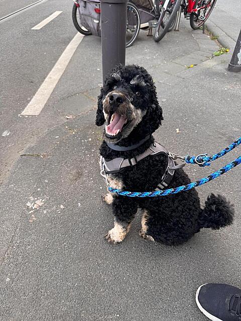 Klicke auf die Grafik für eine vergrößerte Ansicht  Name: WhatsApp Image 2026-04-17 at 16.38.10 (2).jpg Ansichten: 5 Größe: 159,2 KB ID: 1212622