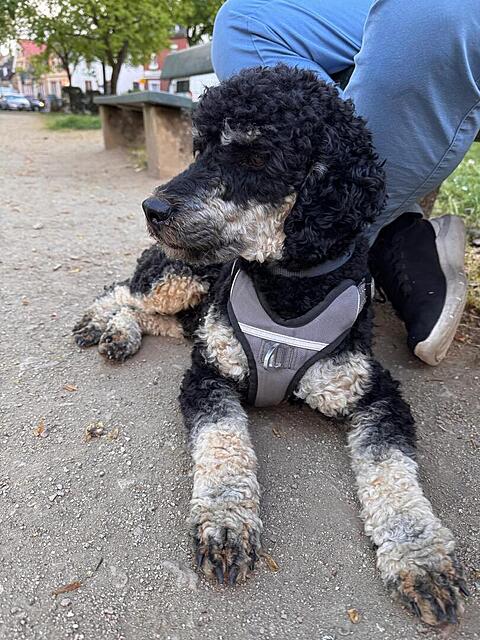 Klicke auf die Grafik für eine vergrößerte Ansicht  Name: WhatsApp Image 2026-04-17 at 16.38.10.jpg Ansichten: 5 Größe: 171,7 KB ID: 1212623