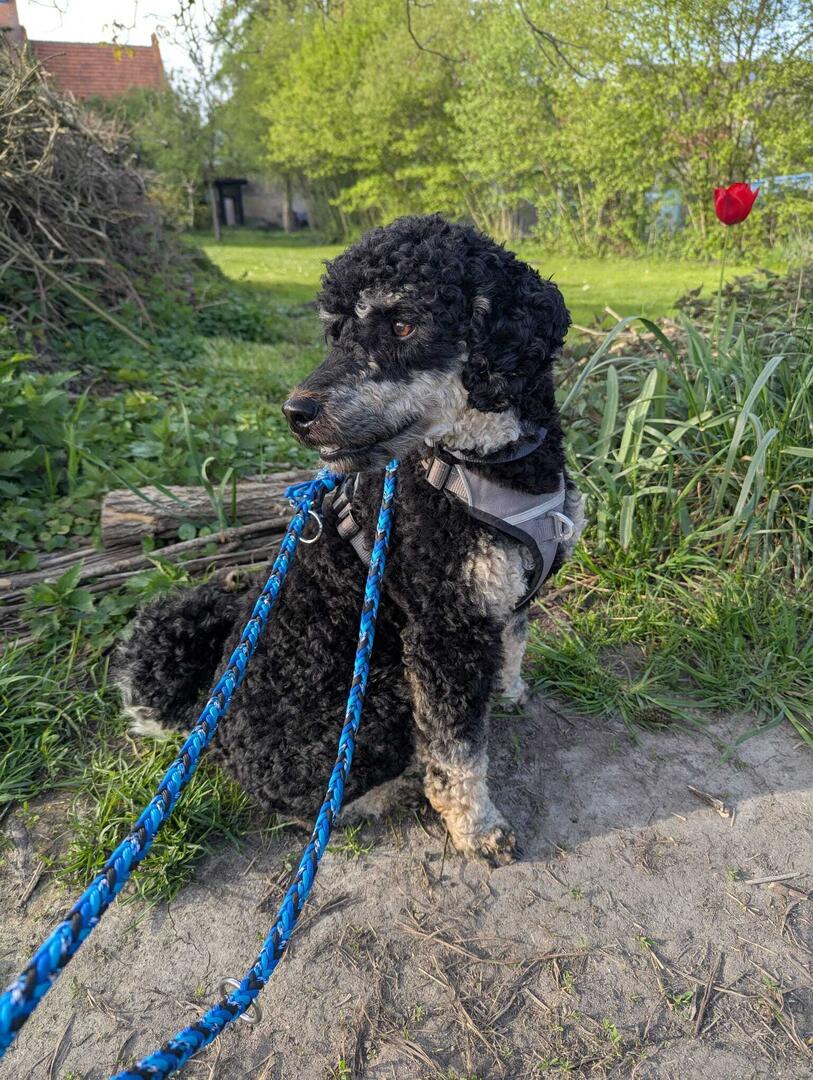 Klicke auf die Grafik für eine vergrößerte Ansicht  Name: WhatsApp Image 2026-04-17 at 16.38.11.jpg Ansichten: 5 Größe: 221,2 KB ID: 1212624