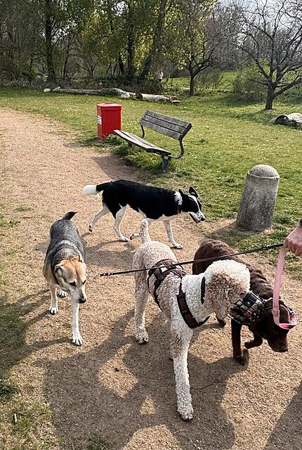 Klicke auf die Grafik für eine vergrößerte Ansicht  Name: IMG_0838.jpg Ansichten: 0 Größe: 217,3 KB ID: 1212701