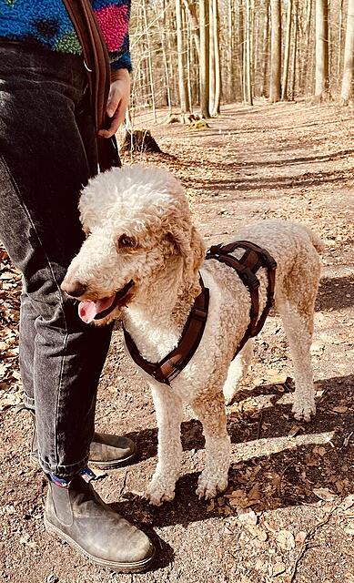 Klicke auf die Grafik für eine vergrößerte Ansicht  Name: ef25bee6-1627-4774-b413-10ef4333e988.jpg Ansichten: 0 Größe: 201,0 KB ID: 1212702