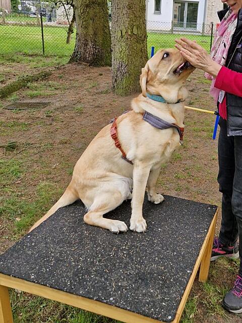 Klicke auf die Grafik für eine vergrößerte Ansicht  Name: WhatsApp Image 2026-04-15 at 18.35.51 (1).jpg Ansichten: 81 Größe: 237,7 KB ID: 1212716