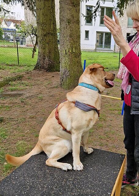 Klicke auf die Grafik für eine vergrößerte Ansicht  Name: WhatsApp Image 2026-04-15 at 18.35.51.jpg Ansichten: 81 Größe: 257,6 KB ID: 1212717