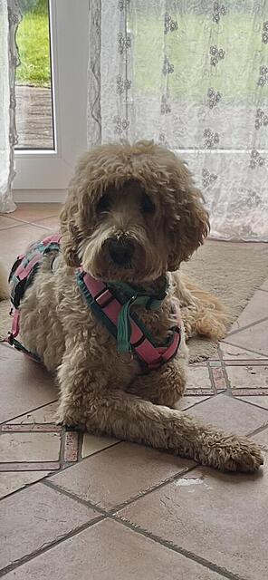 Klicke auf die Grafik für eine vergrößerte Ansicht  Name: IMG_2720.jpg Ansichten: 0 Größe: 74,2 KB ID: 1212814