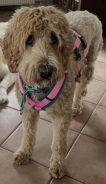 Klicke auf die Grafik für eine vergrößerte Ansicht  Name: IMG_2714.jpg Ansichten: 0 Größe: 101,6 KB ID: 1212815