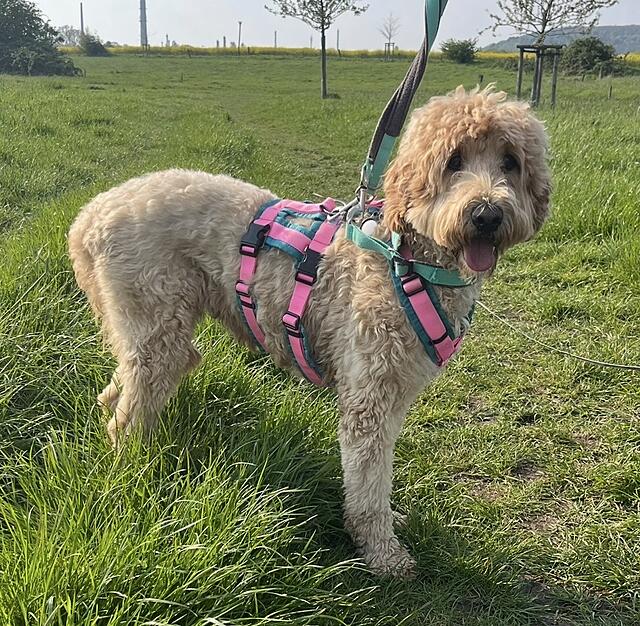 Klicke auf die Grafik für eine vergrößerte Ansicht  Name: IMG_2754.jpg Ansichten: 0 Größe: 392,6 KB ID: 1212819