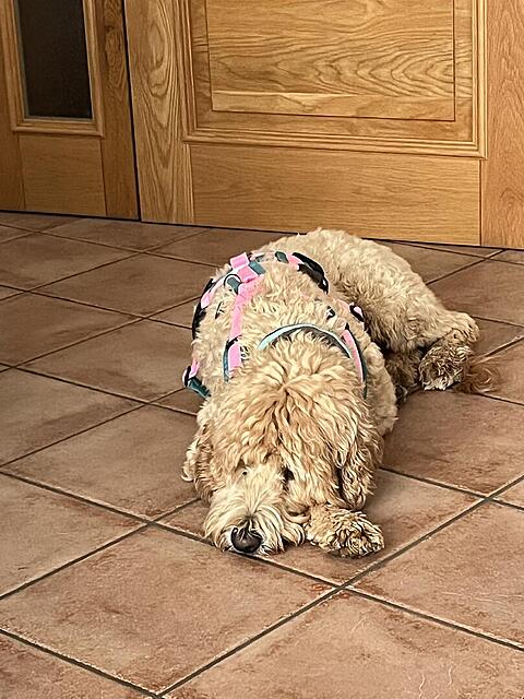 Klicke auf die Grafik für eine vergrößerte Ansicht  Name: IMG_2731.jpg Ansichten: 0 Größe: 139,0 KB ID: 1212821