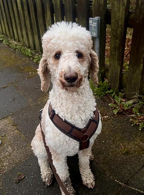 Klicke auf die Grafik für eine vergrößerte Ansicht  Name: IMG_0864.jpg Ansichten: 2 Größe: 111,7 KB ID: 1212828