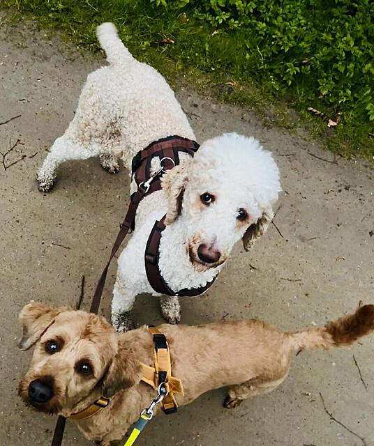 Klicke auf die Grafik für eine vergrößerte Ansicht  Name: IMG_0865.jpg Ansichten: 2 Größe: 133,3 KB ID: 1212829