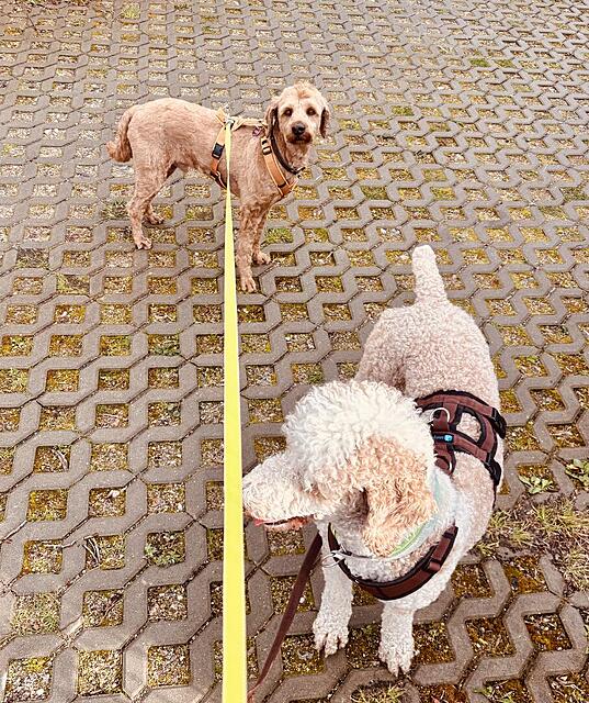 Klicke auf die Grafik für eine vergrößerte Ansicht  Name: IMG_0844.jpg Ansichten: 2 Größe: 283,9 KB ID: 1212830