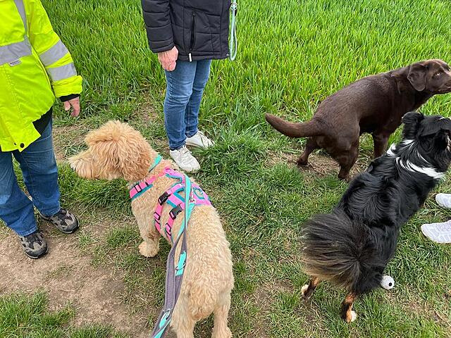 Klicke auf die Grafik für eine vergrößerte Ansicht  Name: a72fb0a5-deb3-4d8f-abef-e865dd2496e3.jpg Ansichten: 0 Größe: 253,8 KB ID: 1212826