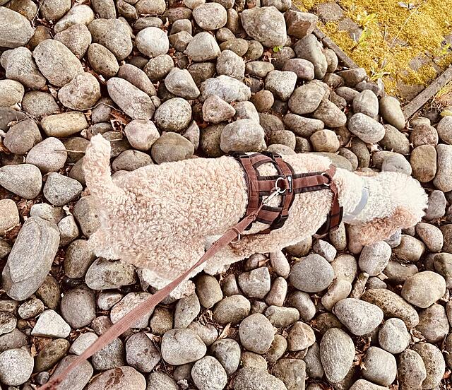 Klicke auf die Grafik für eine vergrößerte Ansicht  Name: IMG_0848.jpg Ansichten: 2 Größe: 275,6 KB ID: 1212831