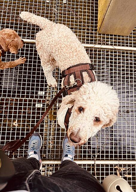 Klicke auf die Grafik für eine vergrößerte Ansicht  Name: IMG_0841.jpg Ansichten: 2 Größe: 195,8 KB ID: 1212832