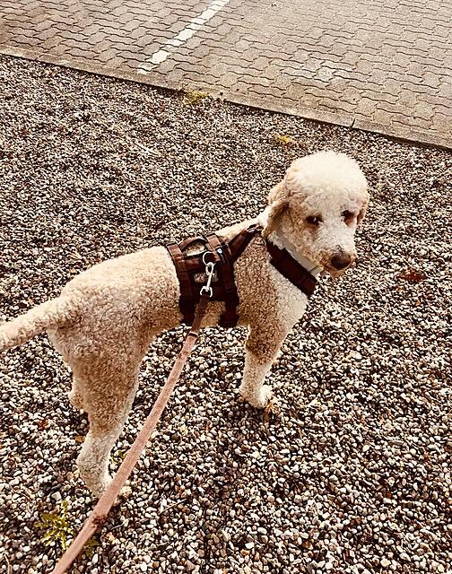 Klicke auf die Grafik für eine vergrößerte Ansicht  Name: IMG_0846.jpg Ansichten: 5 Größe: 347,7 KB ID: 1212833