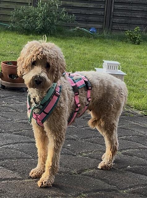 Klicke auf die Grafik für eine vergrößerte Ansicht  Name: 098372E5-4128-4F23-B0B4-22795171D60C_1_201_a.jpg Ansichten: 55 Größe: 211,0 KB ID: 1212854