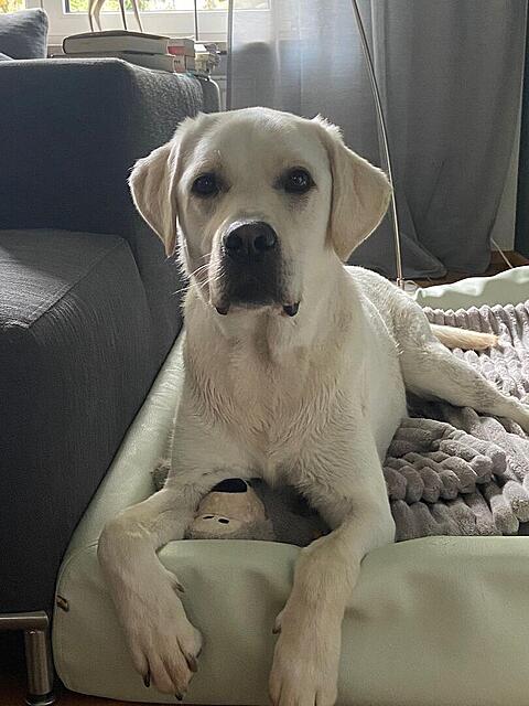 Klicke auf die Grafik für eine vergrößerte Ansicht  Name: Cooper1.jpg Ansichten: 9 Größe: 103,8 KB ID: 1213549