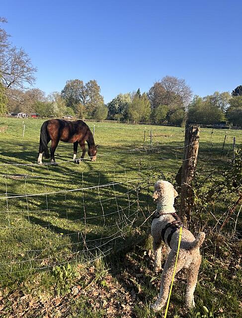 Klicke auf die Grafik für eine vergrößerte Ansicht  Name: IMG_0882.jpg Ansichten: 0 Größe: 217,7 KB ID: 1213060