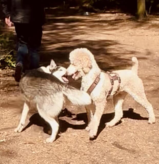 Klicke auf die Grafik für eine vergrößerte Ansicht  Name: IMG_0910.jpg Ansichten: 0 Größe: 97,8 KB ID: 1213061