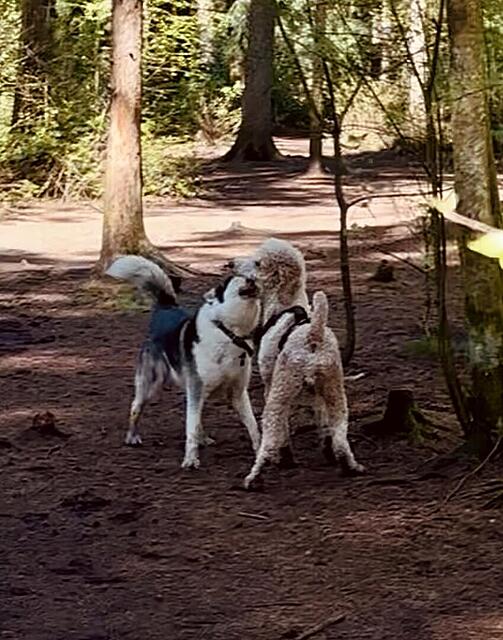 Klicke auf die Grafik für eine vergrößerte Ansicht  Name: IMG_0905.jpg Ansichten: 0 Größe: 127,9 KB ID: 1213062